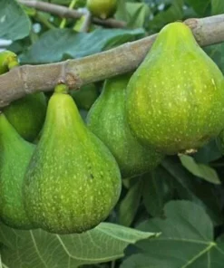 Fig 'Desert King' Live Plant - 3 Feet Tall in 3 Gallon Pot - Outdoor Fruit Tree - Image 1