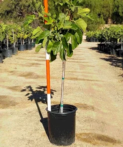 Fig 'Desert King' Live Plant - 3 Feet Tall in 3 Gallon Pot - Outdoor Fruit Tree - Image 2
