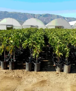Fig 'Desert King' Live Plant - 3 Feet Tall in 3 Gallon Pot - Outdoor Fruit Tree - Image 3