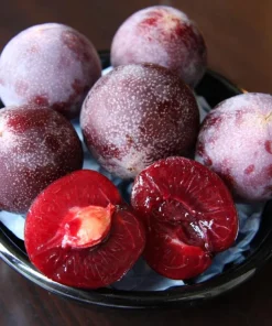 Flavor King Pluot Tree - Live Plant - Plum-Apricot Hybrid - 3 to 4 Feet Tall - Ships in 3 Gallon Pot - Image 1