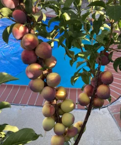 Flavor King Pluot Tree - Plum-Apricot Hybrid Live Plant - 3-4 Feet Tall, 3 Gallon Pot - Image 2