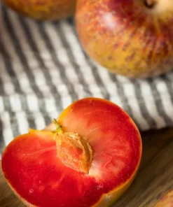 Flavor Supreme Pluot Tree Live Plant – 3-4 Feet Tall – 3 Gallon Pot - Image 2