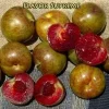 Flavor Supreme Pluot Tree Live Plant – 3-4 Feet Tall – 3 Gallon Pot - Image 1