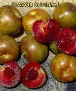 Flavor Supreme Pluot Tree Live Plant – 3-4 Feet Tall – 3 Gallon Pot - Image 1