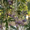 Frantoio Olive Tree – Live Plant – 2 ft Tall – Ship in 6 inch Pot – Outdoor - Image 1