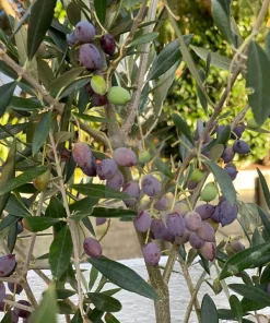Frantoio Olive Tree – Live Plant – 2 ft Tall – Ship in 6 inch Pot – Outdoor - Image 1