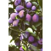 French Improved Prune Tree Live Plant – 2-3 ft Tall – Ship in Pot – Outdoor - Image 1