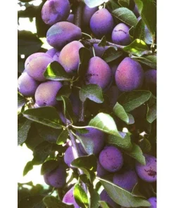 French Improved Prune Tree Live Plant – 2-3 ft Tall – Ship in Pot – Outdoor - Image 1