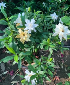 Frost Proof Gardenia Live Plant – 6 inch Pot – Fragrant White Flowers - Image 2