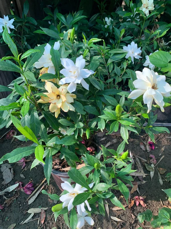 Frost Proof Gardenia Live Plant – 6 inch Pot – Fragrant White Flowers - Image 2