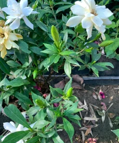 Frost Proof Gardenia Live Plant – 6 inch Pot – Fragrant White Flowers - Image 3