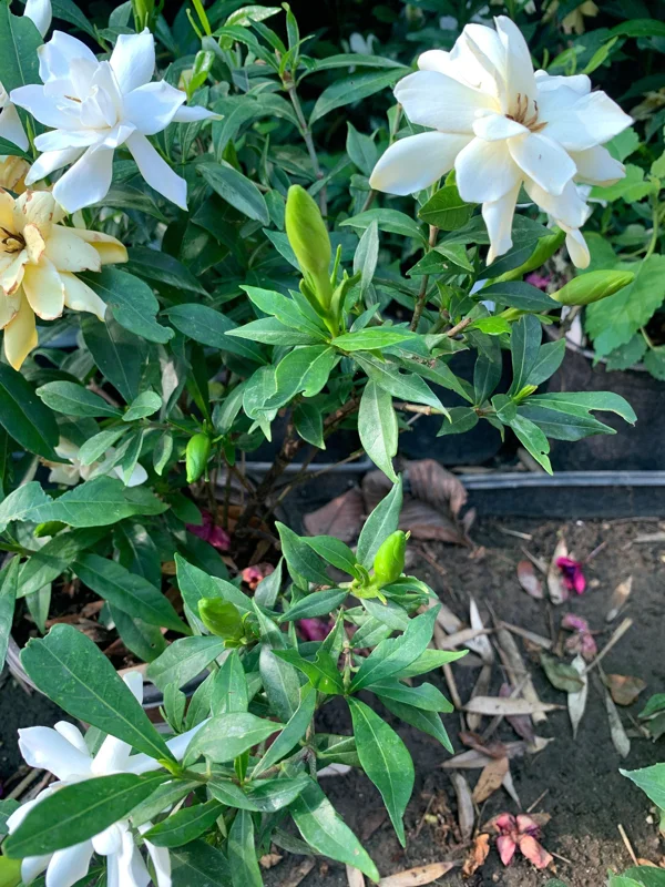 Frost Proof Gardenia Live Plant – 6 inch Pot – Fragrant White Flowers - Image 3