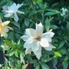 Frost Proof Gardenia Live Plant – 6 inch Pot – Fragrant White Flowers - Image 1