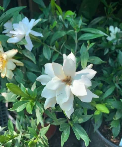 Frost Proof Gardenia Live Plant – 6 inch Pot – Fragrant White Flowers - Image 1