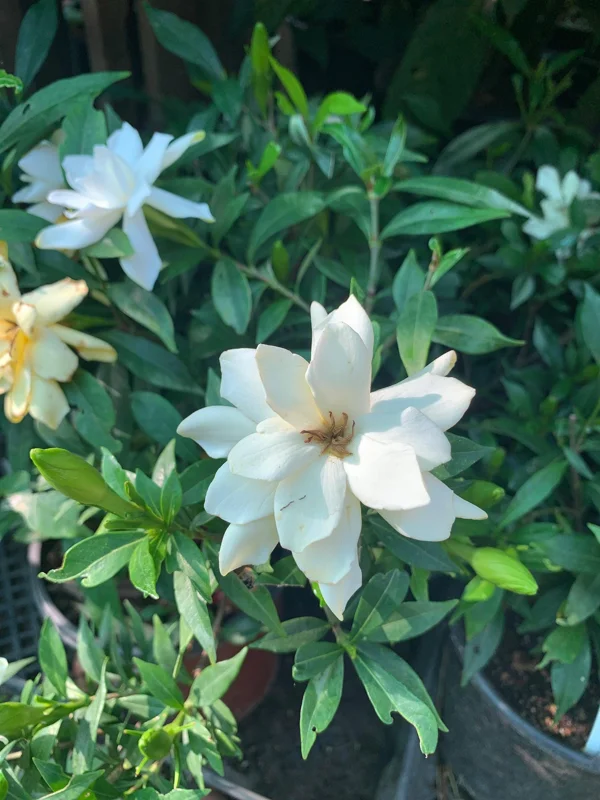 Frost Proof Gardenia Live Plant – 6 inch Pot – Fragrant White Flowers - Image 1