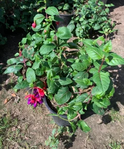 Fuchsia 'Voodoo' Live Plant – 6 inch Pot – Double Red & Purple Flowers - Image 2
