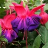Fuchsia 'Voodoo' Live Plant – 6 inch Pot – Double Red & Purple Flowers - Image 1