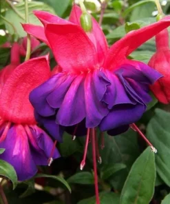 Fuchsia 'Voodoo' Live Plant – 6 inch Pot – Double Red & Purple Flowers - Image 1
