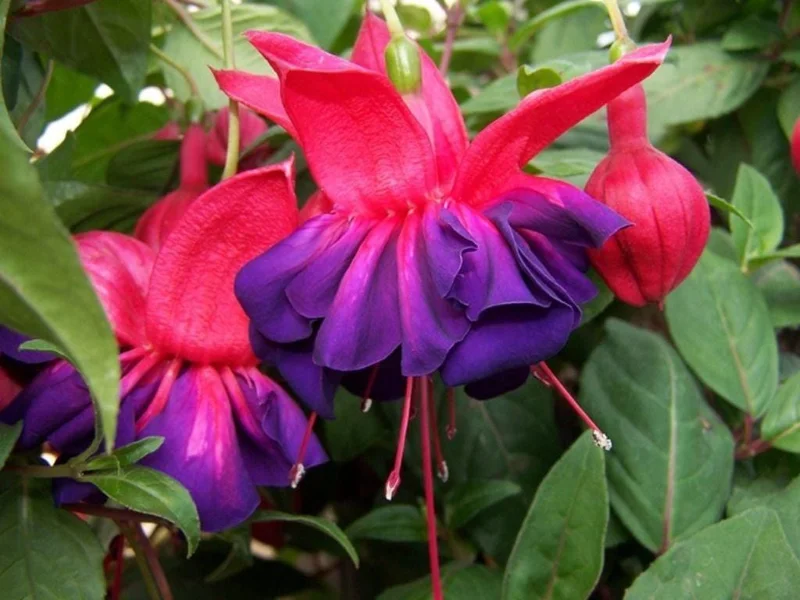Flower Plants