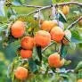 Fuyu Jiro Persimmon Tree – Live Plant – 3-4 ft Tall – 3 Gallon Pot – Outdoor Fruit Tree - Image 2