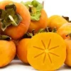 Fuyu Jiro Persimmon Tree – Live Plant – 3-4 ft Tall – 3 Gallon Pot – Outdoor Fruit Tree - Image 1