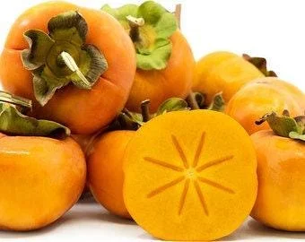 Fuyu Jiro Persimmon Tree Live Plant – 3-4 ft Tall – 3 Gallon Pot – Outdoor Fruit Tree - Image 1