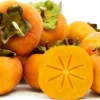 Fuyu Persimmon Tree - 3 ft Tall Grafted Live Plant - Ships in 3 Gallon Pot - Image 1