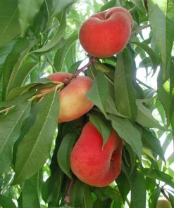 Galaxy Peach Tree Live Plant – 3 to 4 feet tall – Sweet Flat Peaches - Image 2