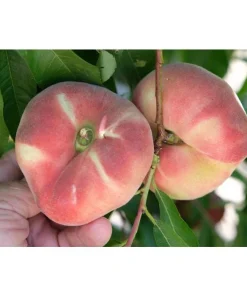 Galaxy Peach Tree Live Plant – 3 to 4 feet tall – Sweet Flat Peaches - Image 3