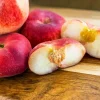 Galaxy Peach Tree Live Plant – 3 to 4 feet tall – Sweet Flat Peaches - Image 1