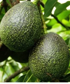 Gem Avocado Tree - 1 Ft Tall Grafted Live Plant - Outdoor Fruit Tree - Image 1