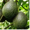 Gem Avocado Tree Live Plant – Grafted, 1-2 ft Tall, Ships in 6 inch Pot - Image 1
