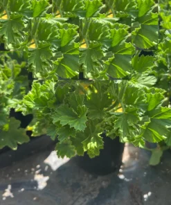 Geranium Elegance Royalty White Live Plant – 1 ft Tall in 6" Pot - Image 2