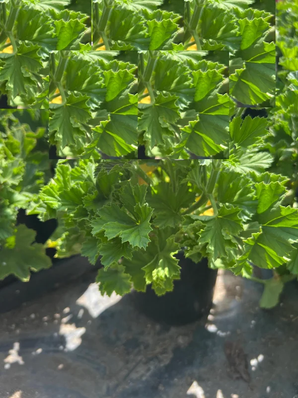 Geranium Elegance Royalty White Live Plant – 1 ft Tall in 6" Pot - Image 2