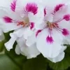 Geranium Elegance Royalty White Live Plant – 1 ft Tall in 6" Pot - Image 1
