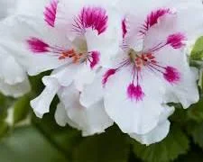Geranium Elegance Royalty White Live Plant – 1 ft Tall in 6" Pot - Image 1