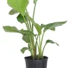 Giant Bird of Paradise Live Plant – Strelitzia nicolai – 2-3 ft Tall, 3 Gallon Pot - Image 1
