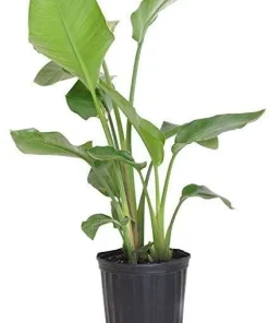 Giant Bird of Paradise Live Plant – Strelitzia nicolai – 2-3 ft Tall, 3 Gallon Pot - Image 1