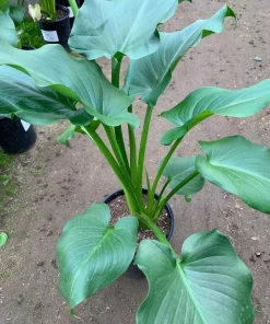 Giant Calla Lily (Zantedeschia) Live Plant – 1 Gallon Pot – 1 Foot Tall - Image 2