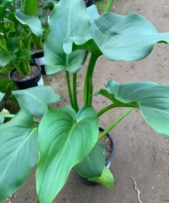 Giant Calla Lily (Zantedeschia) Live Plant – 1 Gallon Pot – 1 Foot Tall - Image 3