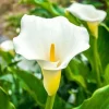 Giant Calla Lily (Zantedeschia) Live Plant – 1 Gallon Pot – 1 Foot Tall - Image 1