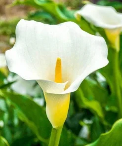 Giant Calla Lily (Zantedeschia) Live Plant – 1 Gallon Pot – 1 Foot Tall - Image 1