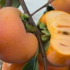 Giant Fuyu Persimmon Tree – Live Plant – 3-4 Ft Tall – Grafted – 3 Gallon Pot - Image 1