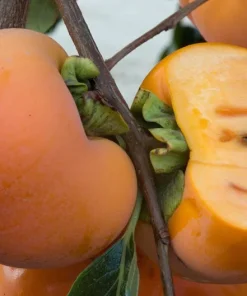 Giant Fuyu Persimmon Tree – Live Plant – 3-4 Ft Tall – Grafted – 3 Gallon Pot - Image 1