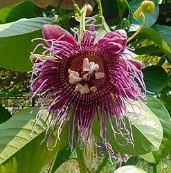 Giant Passiflora Quadrangularis Live Plant – 1-2 Feet Tall – Shipped in 6 inch Pot - Image 2