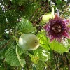 Giant Passiflora Quadrangularis Live Plant – 1-2 Feet Tall – Shipped in 6 inch Pot - Image 1