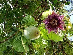 Giant Passiflora Quadrangularis Live Plant – 1-2 Feet Tall – Shipped in 6 inch Pot - Image 1