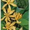 Gold Champaca Live Plant – 1-2 ft Tall, Ships in 6 inch Pot, Fragrant Yellow Flowers - Image 1