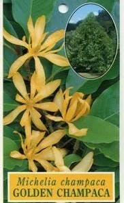 Gold Champaca Live Plant – 1-2 ft Tall, Ships in 6 inch Pot, Fragrant Yellow Flowers - Image 1