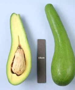 Grafted Russell Long Neck Avocado Tree - 3-4 ft Tall Live Plant in 3 Gallon Pot - Image 1